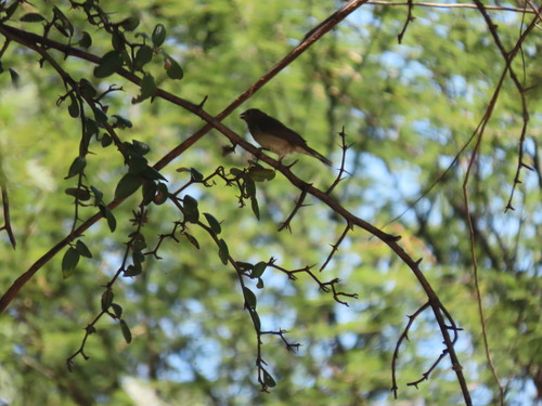 Double-collared Seedeater