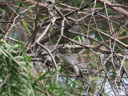 Masked Gnatcatcher