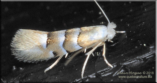 Phyllonorycter tiliacella (Chambers, 1871)