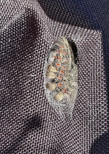 Western Tussock Moth