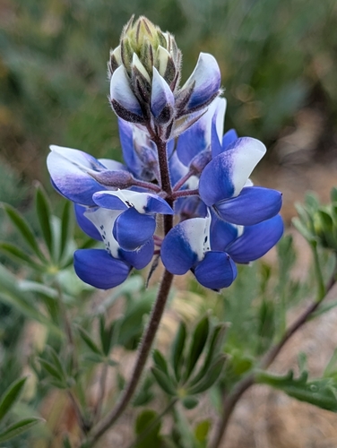 Lupinus nanus