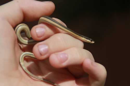 Graham's Crawfish Snake