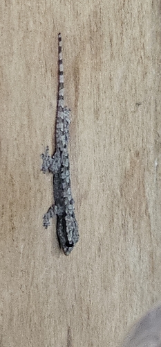Flat-tailed House Gecko