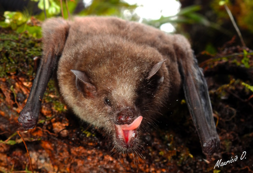 Geoffroy's tailless bat