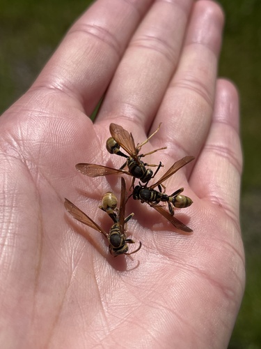 iNaturalist observation photo of Western Paper Wasp