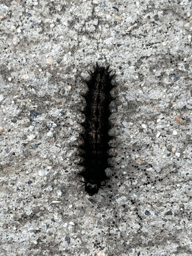 iNaturalist observation photo of Checkerspots, Anglewings, Peacocks, and Allies
