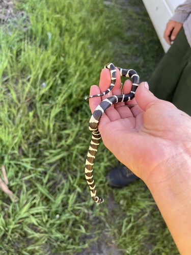 iNaturalist observation photo of California King Snake