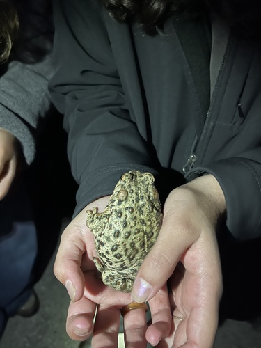 iNaturalist observation photo of Western Toad
