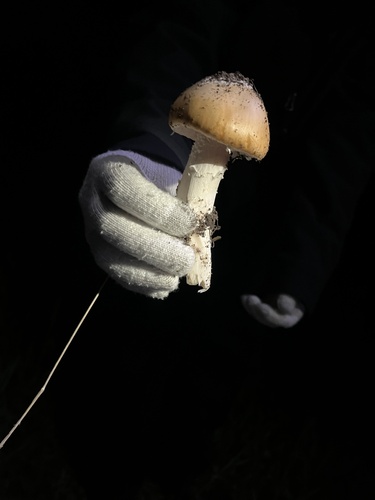iNaturalist observation photo of springtime amanita