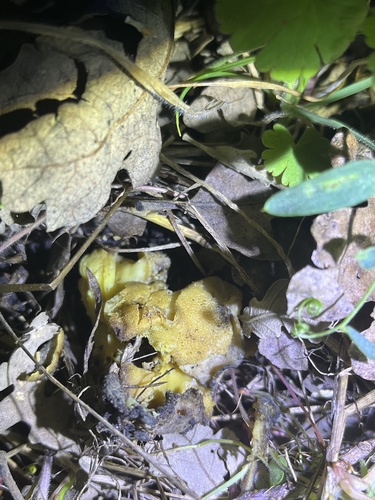 iNaturalist observation photo of golden ear