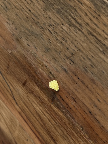 iNaturalist observation photo of Ants, Bees, Wasps, and Sawflies