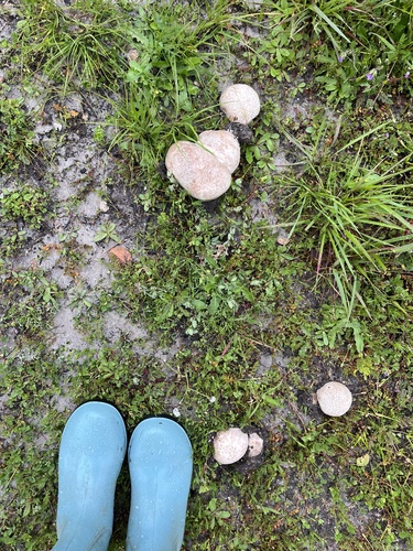 iNaturalist observation photo of puffballs