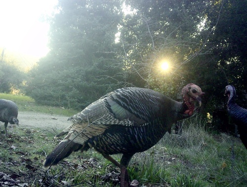 iNaturalist observation photo of Wild Turkey