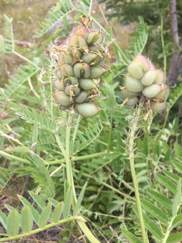 Chickpea Milkvetch