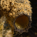 Ascidia vermiformis - Photo (c) Phil Garner, all rights reserved, uploaded by Phil Garner