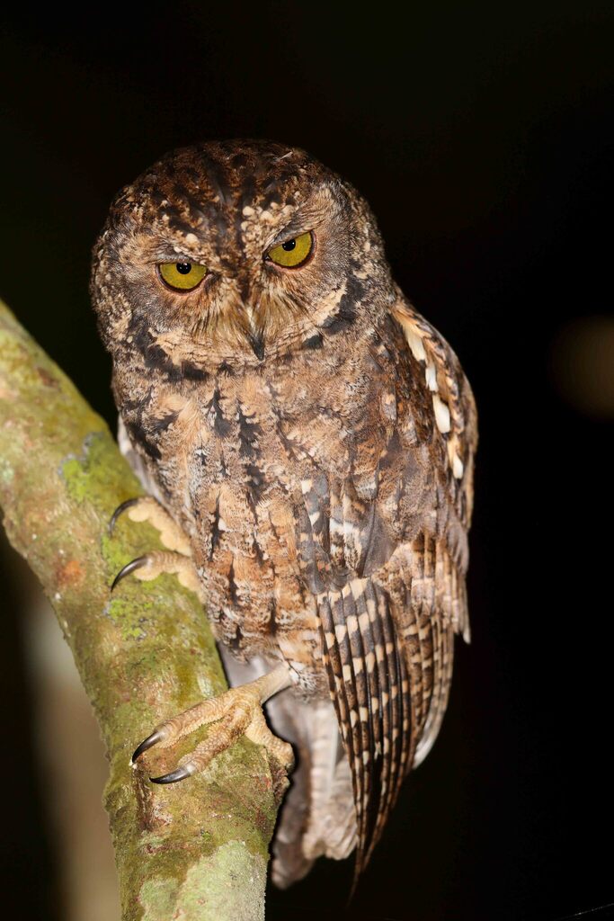 Seychelles Scops-Owl photo