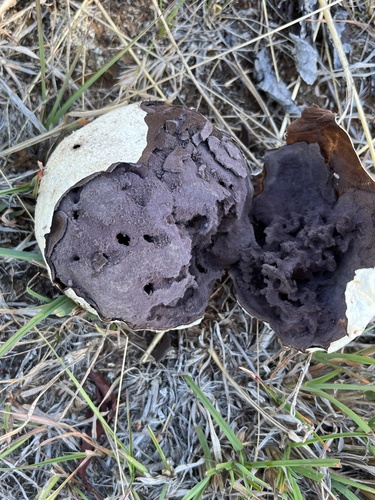 Calvatia lilacina