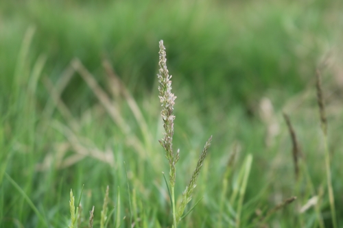 water polypogon (Polypogon semiverticillatus)