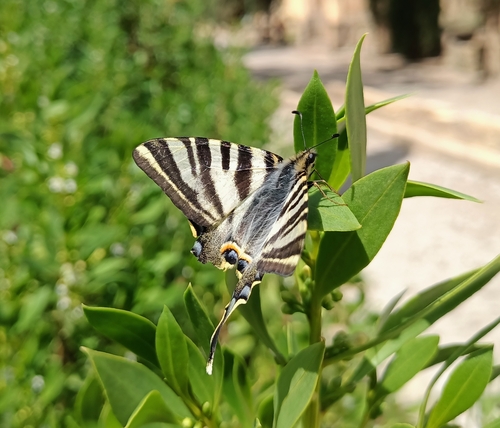 Iberian Scarce Swallowtail