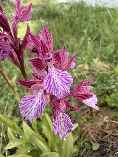 Pink-butterfly Orchid