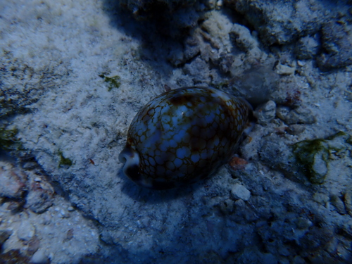 Harlequin Cowrie — seen at this dive site