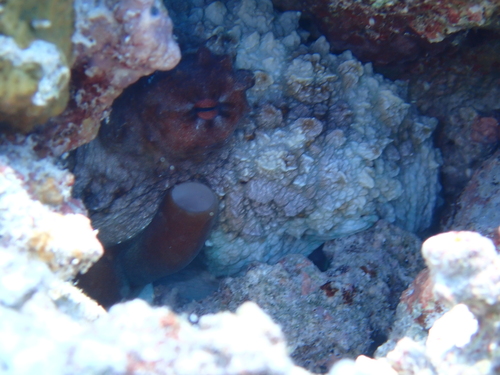 Day Octopus — seen at this dive site
