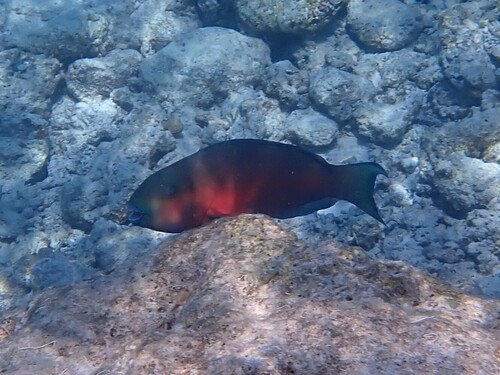 Roundhead Parrotfish — seen at this dive site
