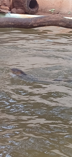 Central Neotropical River Otter
