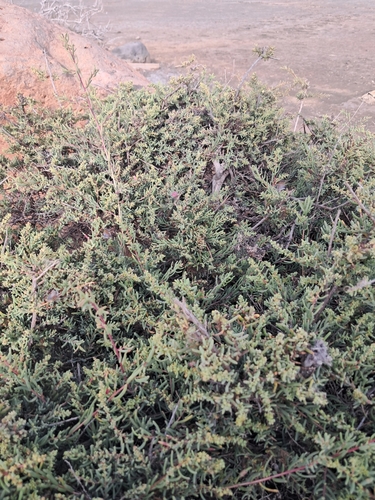 Arabian Jointed Glasswort