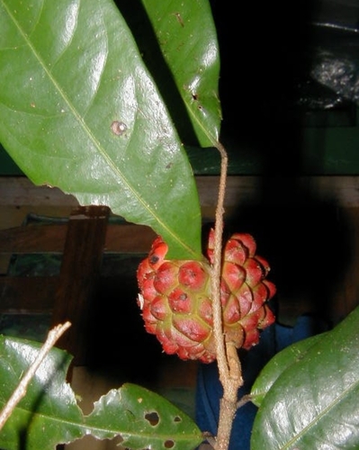 Duguetia quitarensis