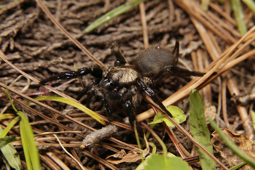 Euagrus mexicanus
