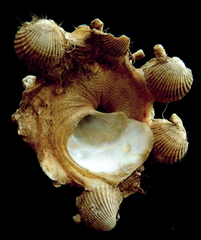 Xenophora crispa image