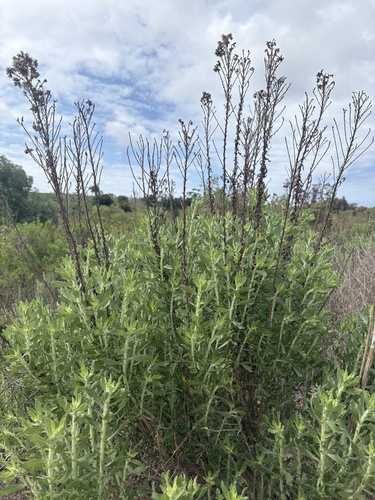 iNaturalist observation photo of Coastal Goldenbush
