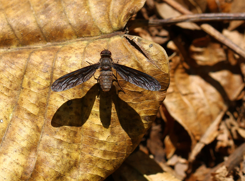 Heteralonia dolichoptera