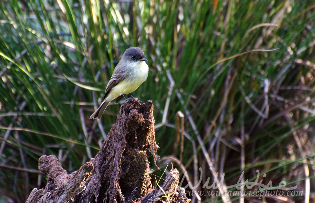 Eastern Phoebe