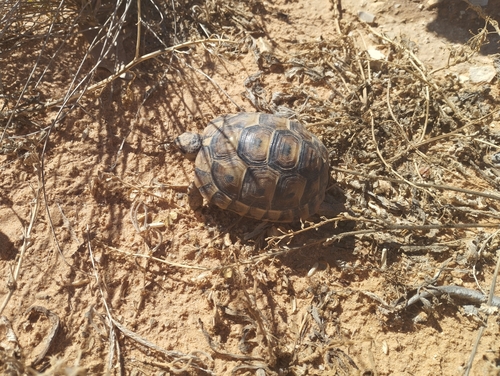 Greek Tortoise