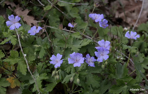 Geranium peloponesiacum