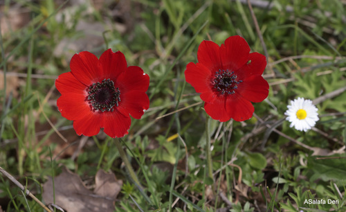 peacock anemone