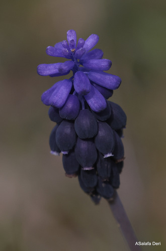 Musk Hyacinth
