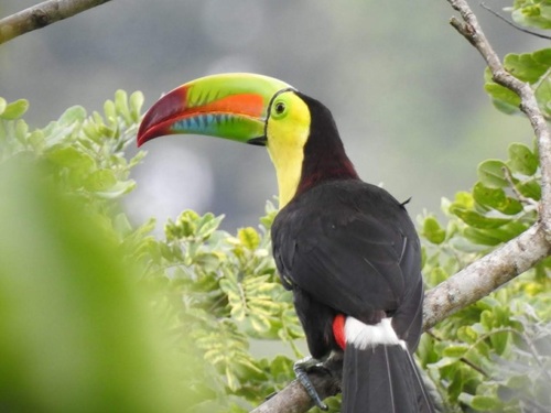 Keel-billed Toucan