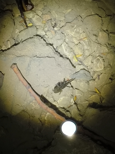 Avistamiento Salamandra común (Sierra Nevada)