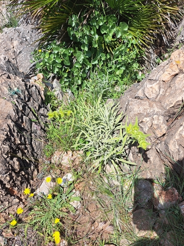 Avistamiento Phlomis lychnitis