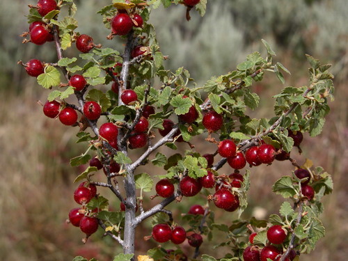 Ribes cereum Douglas