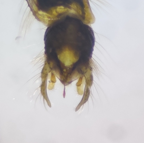 Chironomus aprilinus
