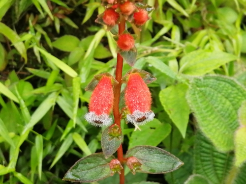Kohleria stuebeliana