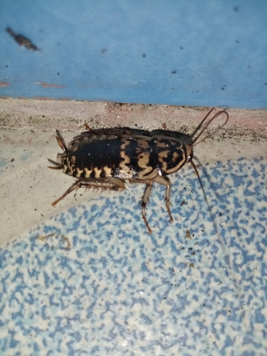 Harlequin Cockroach