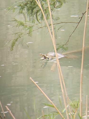 iNaturalist observation 2025-04-17