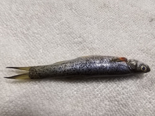 Amur Minnow