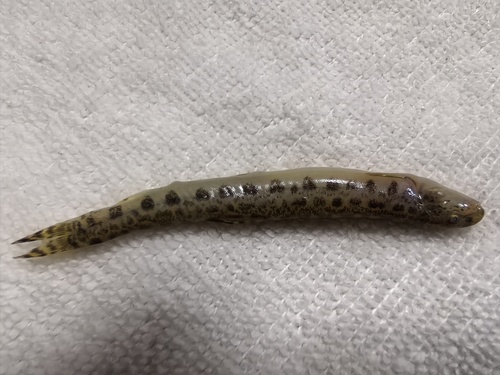 Spined Loaches