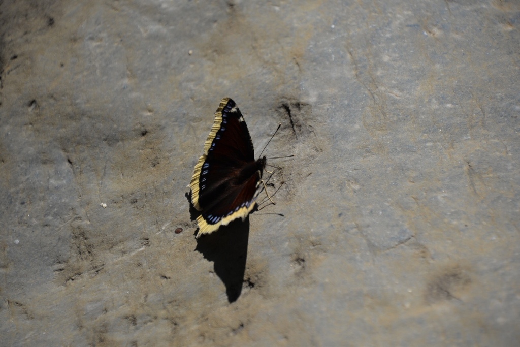 Mourning Cloak from 22350, Bielsa, Aragó, ES on August 17, 2019 at 12: ...